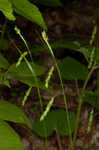 Sharpscale sedge